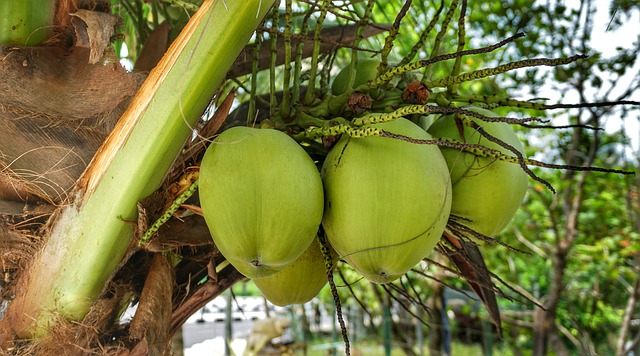 Zrající kokosy na stromě